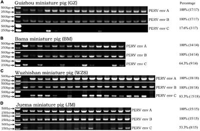 Porcine Endogenous Retroviruses: Quantification of the Viral Copy Number for the Four Miniature Pig Breeds in China